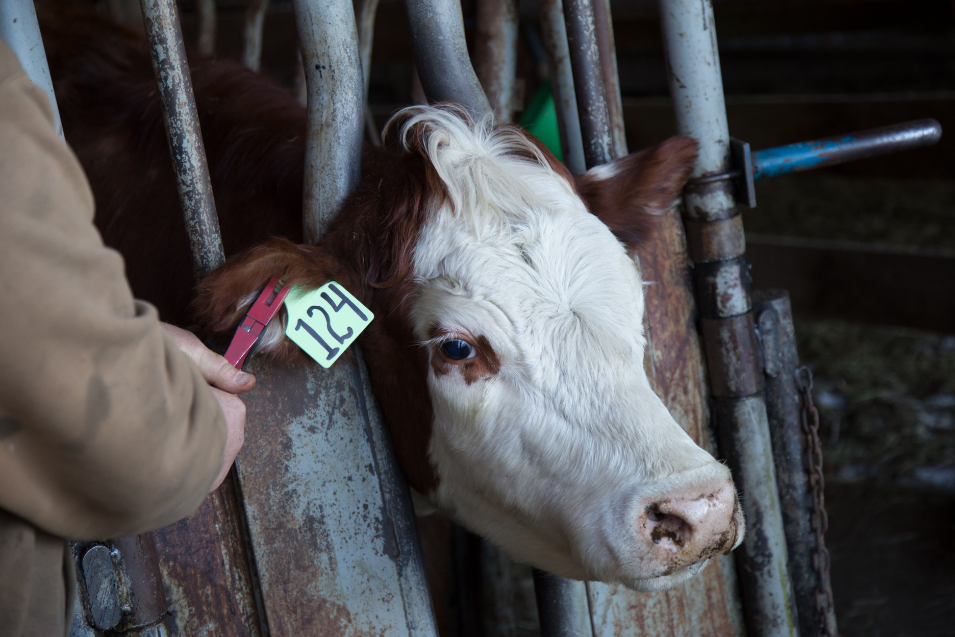 Preg Checking Cows at the Lunde Farm