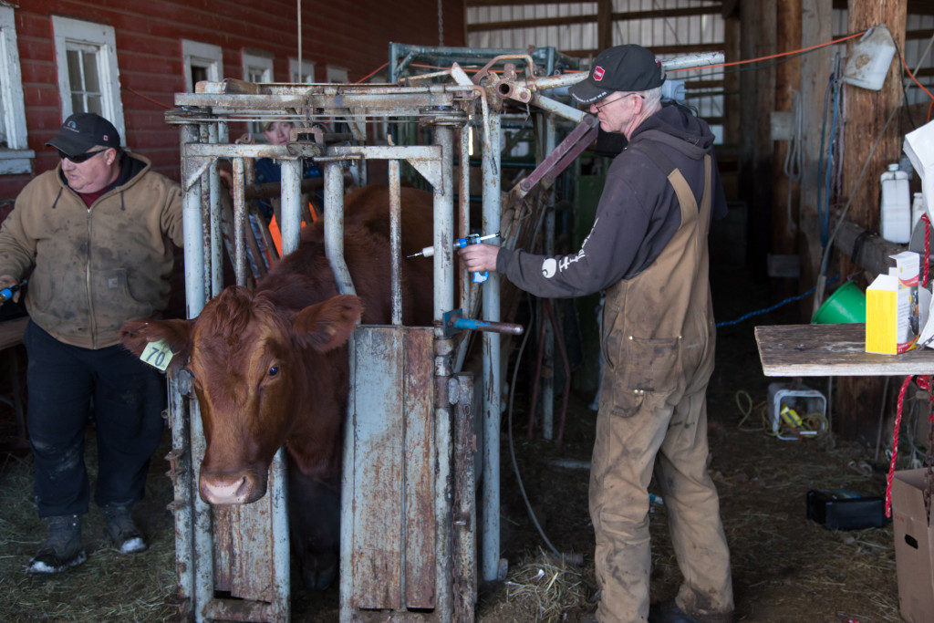 Preg Checking Cows at the Lunde Farm