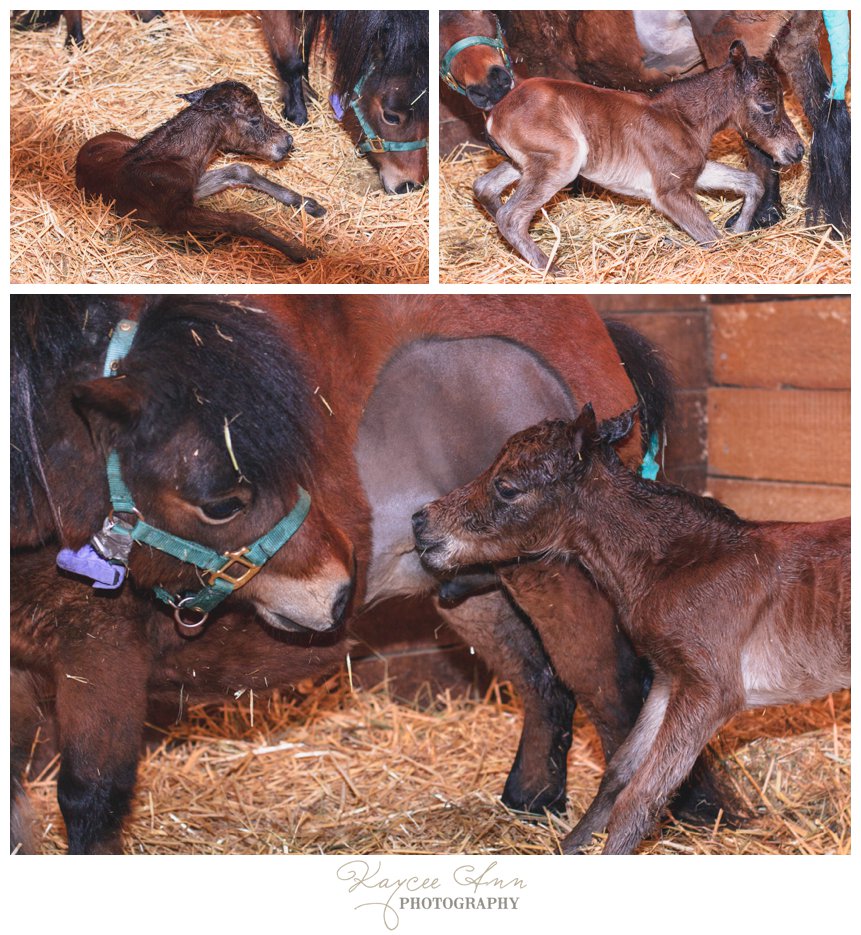 Miniature Horse Birth at Lunde Farm