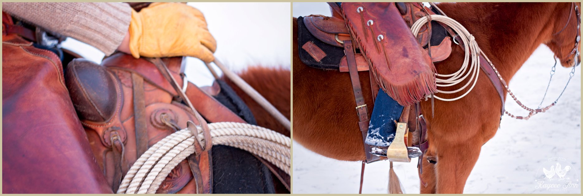 Equine Photography Session in Airdrie Alberta