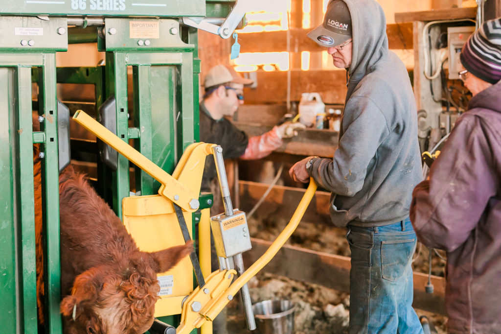 Preg Checking with Cody Creelman, Cow Vet on the farm near Airdrie